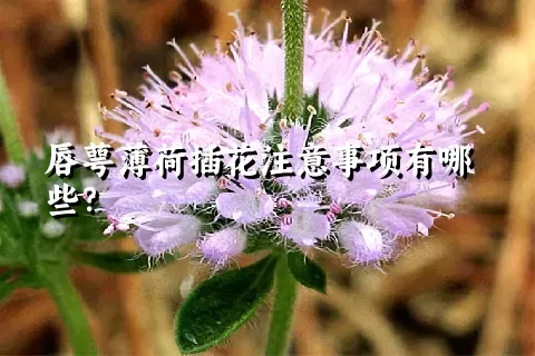 唇萼薄荷插花注意事项有哪些？