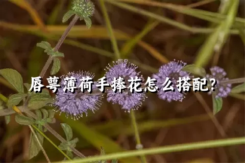唇萼薄荷手捧花怎么搭配？