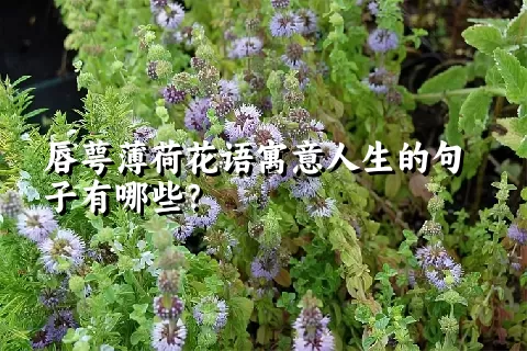 唇萼薄荷花语寓意人生的句子有哪些？