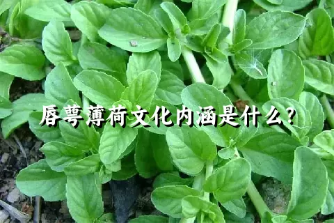 唇萼薄荷文化内涵是什么？