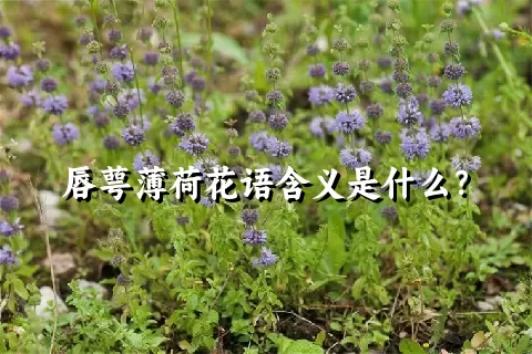 唇萼薄荷花语含义是什么？