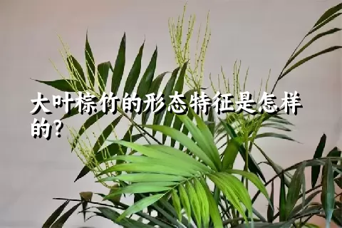 大叶棕竹的形态特征是怎样的？