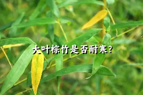大叶棕竹是否耐寒？