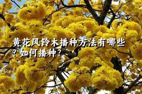 黄花风铃木播种方法有哪些？如何播种？
