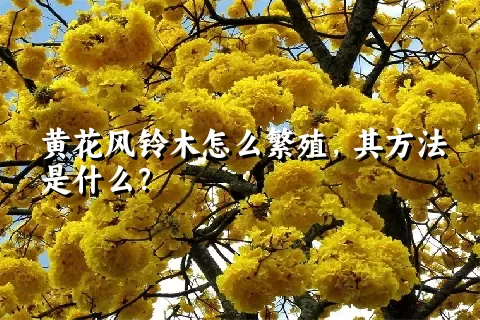 黄花风铃木怎么繁殖，其方法是什么？