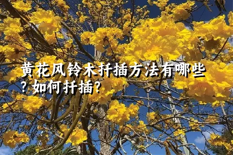 黄花风铃木扦插方法有哪些？如何扦插？