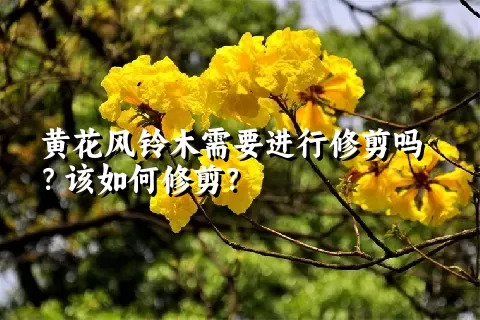 黄花风铃木需要进行修剪吗？该如何修剪？