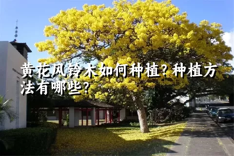黄花风铃木如何种植？种植方法有哪些？