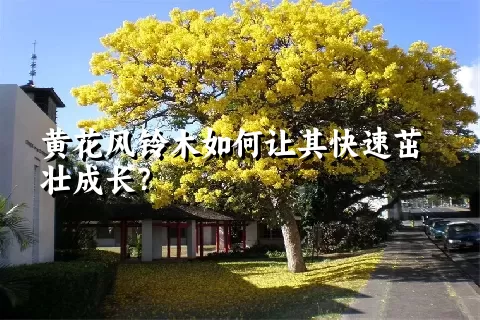 黄花风铃木如何让其快速茁壮成长？