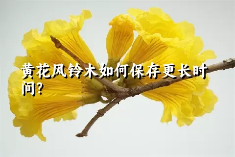 黄花风铃木如何保存更长时间？