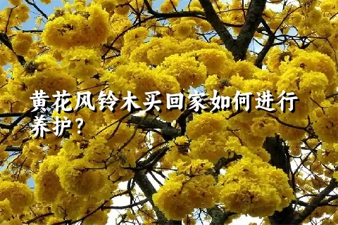 黄花风铃木买回家如何进行养护？