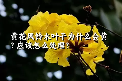 黄花风铃木叶子为什么会黄？应该怎么处理？