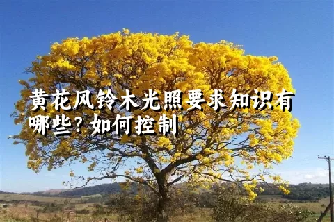 黄花风铃木光照要求知识有哪些？如何控制