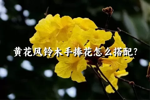 黄花风铃木手捧花怎么搭配？