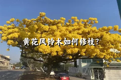 黄花风铃木如何修枝？