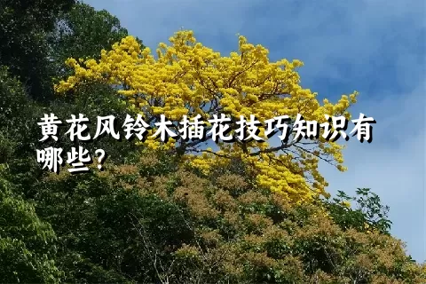 黄花风铃木插花技巧知识有哪些？