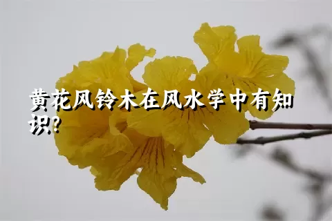黄花风铃木在风水学中有知识？