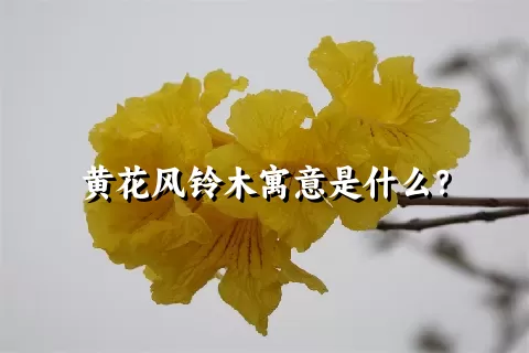 黄花风铃木寓意是什么？