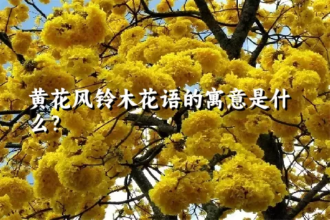黄花风铃木花语的寓意是什么？