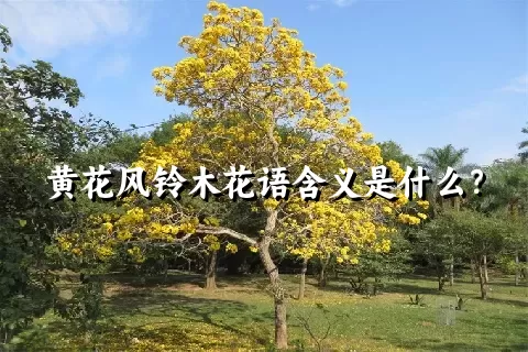 黄花风铃木花语含义是什么？