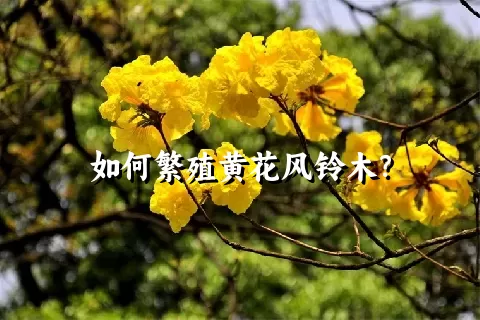 如何繁殖黄花风铃木？