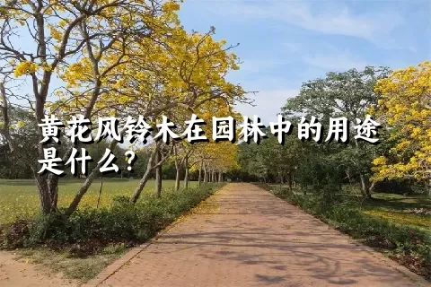 黄花风铃木在园林中的用途是什么？