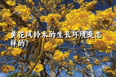 黄花风铃木的生长环境是怎样的？