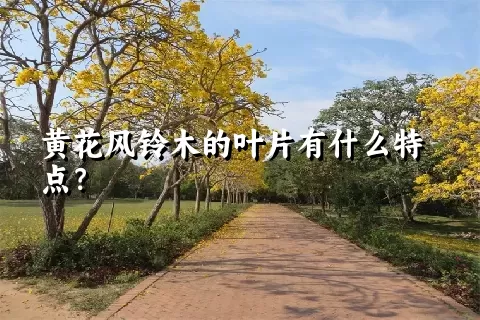 黄花风铃木的叶片有什么特点？