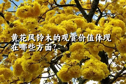 黄花风铃木的观赏价值体现在哪些方面？