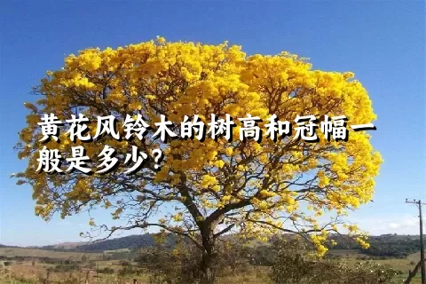 黄花风铃木的树高和冠幅一般是多少？