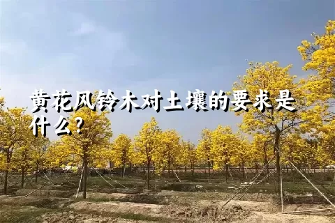 黄花风铃木对土壤的要求是什么？