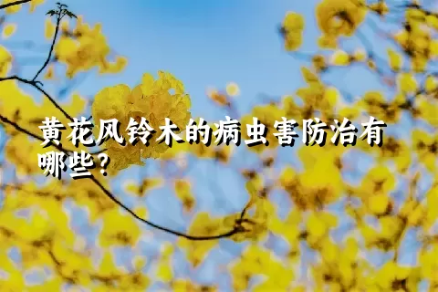 黄花风铃木的病虫害防治有哪些？