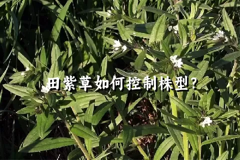 田紫草如何控制株型？