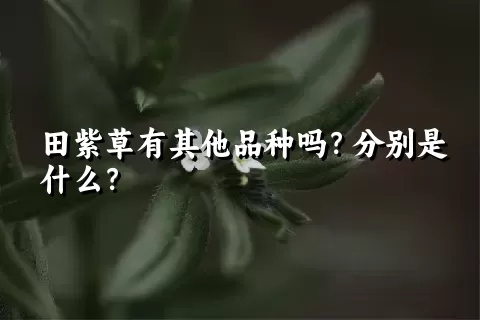 田紫草有其他品种吗？分别是什么？