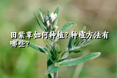 田紫草如何种植？种植方法有哪些？