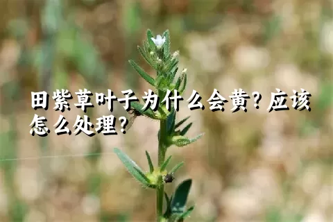 田紫草叶子为什么会黄？应该怎么处理？