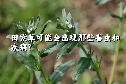 田紫草可能会出现那些害虫和疾病？