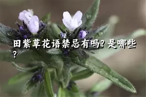 田紫草花语禁忌有吗？是哪些？