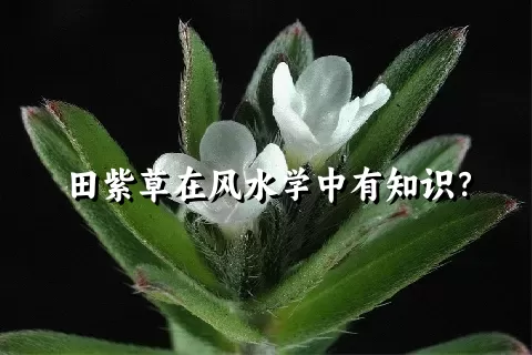 田紫草在风水学中有知识？