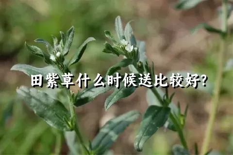 田紫草什么时候送比较好？