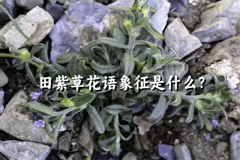 田紫草花语象征是什么？