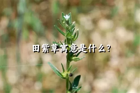 田紫草寓意是什么？