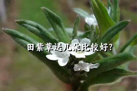 田紫草送几朵比较好？
