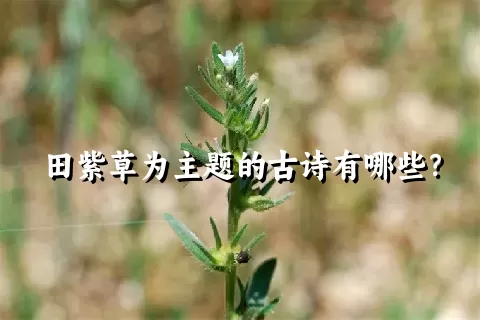 田紫草为主题的古诗有哪些？