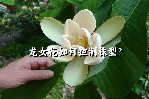 龙女花如何控制株型？