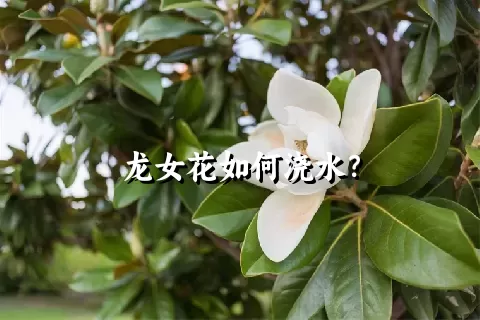 龙女花如何浇水？