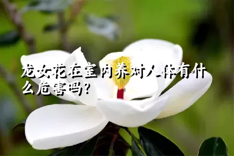 龙女花在室内养对人体有什么危害吗？