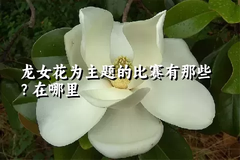 龙女花为主题的比赛有那些？在哪里