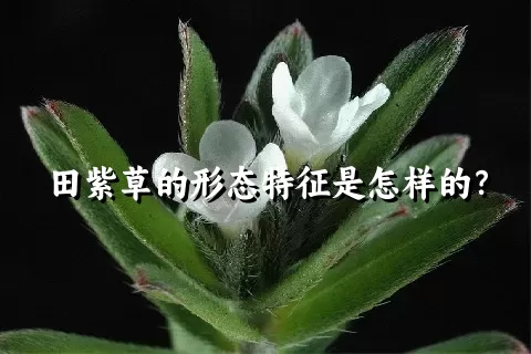 田紫草的形态特征是怎样的？