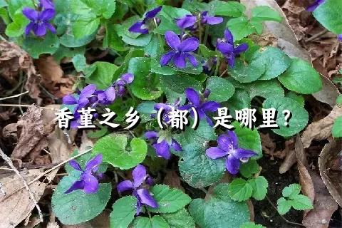 香堇之乡（都）是哪里？